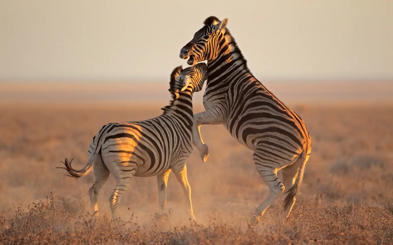 Two zebras rearing up on hind legs in dust