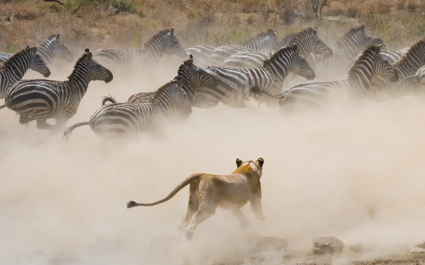 Lion chasing zebra herd through dust cloud