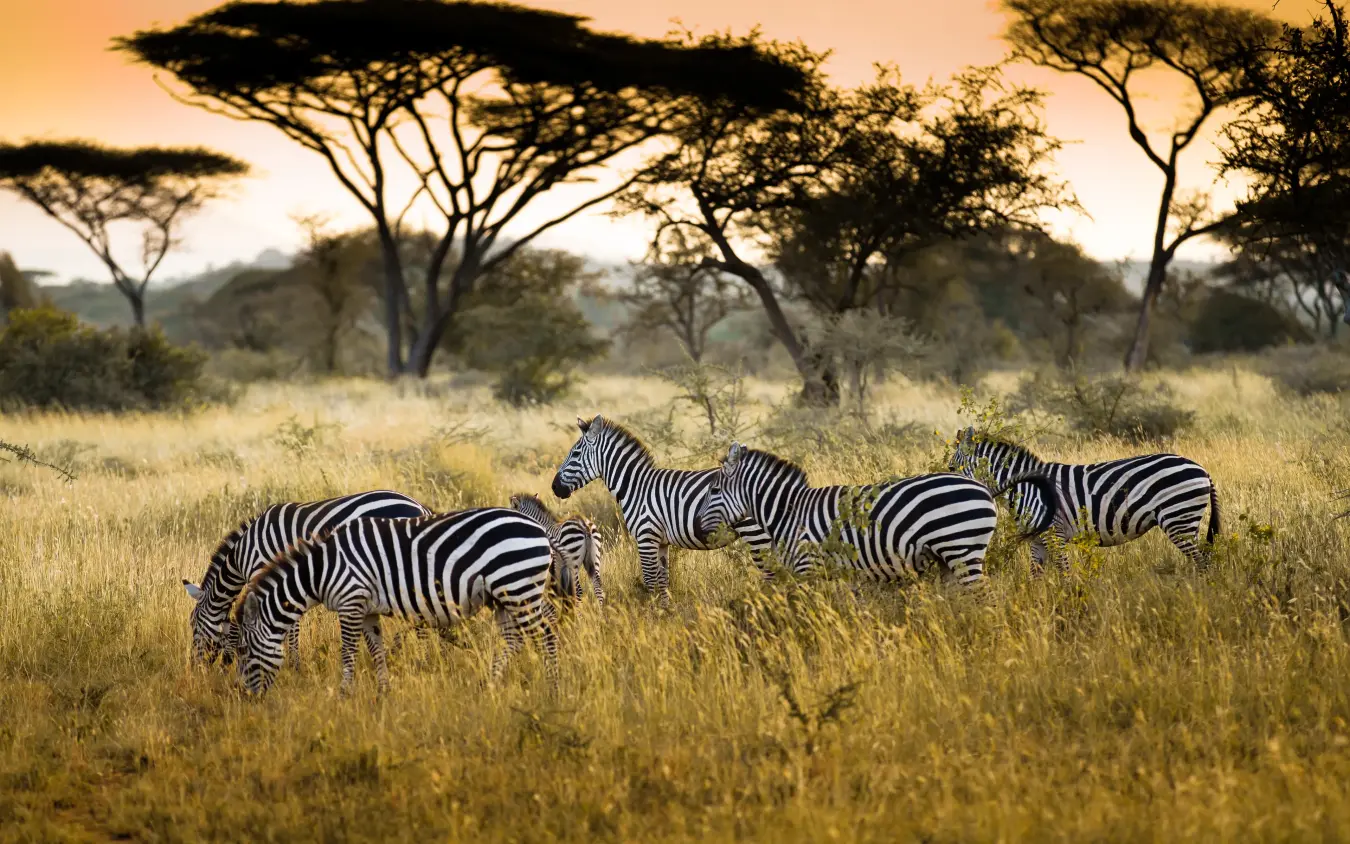 Herd of zebras grazing in golden savanna grassland
