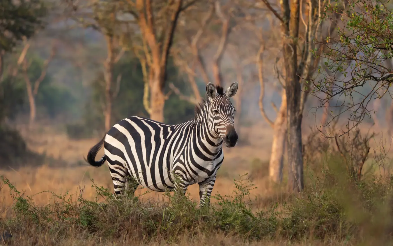 Zebra standing in woodland savanna with golden light