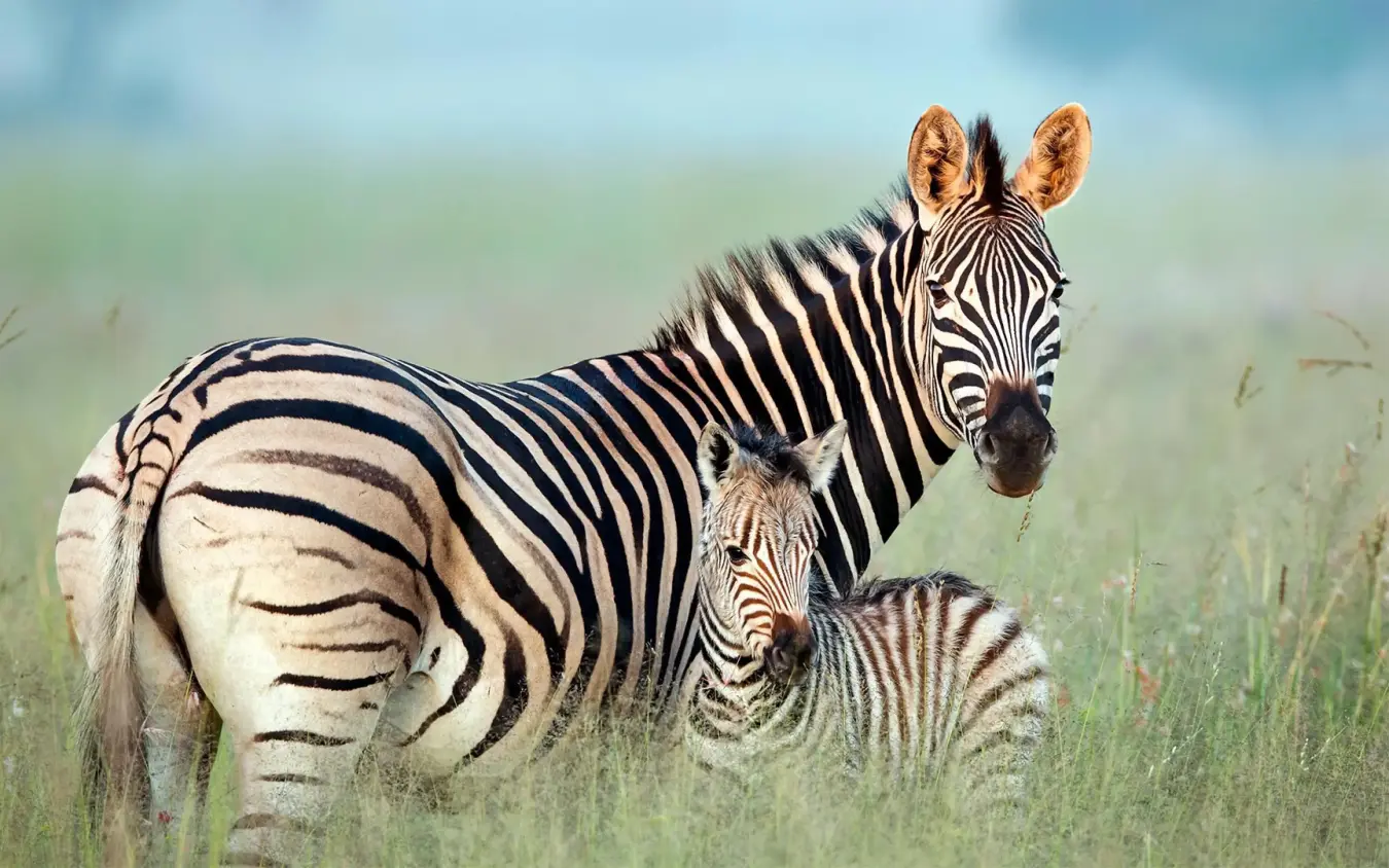 Mother zebra with foal in grassland savanna
