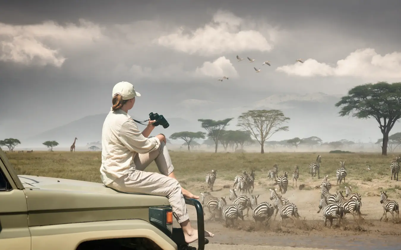 Safari guide photographing zebra herd from vehicle