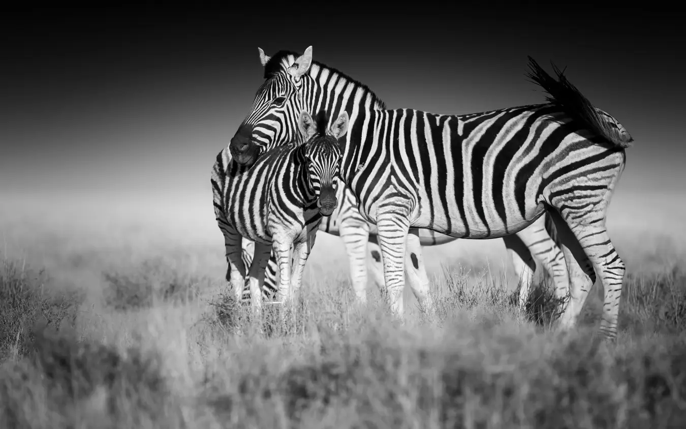 Adult zebra with foal in grassland savanna landscape