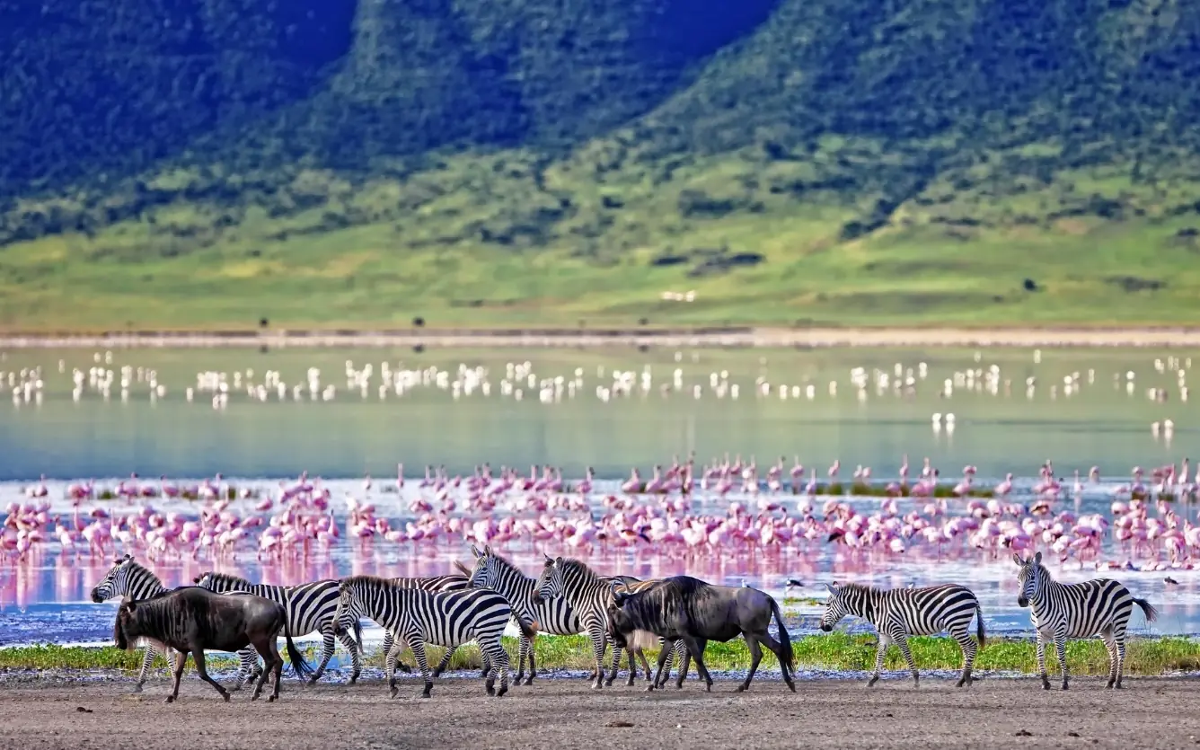 Zebras grazing near lake with flamingos and mountains