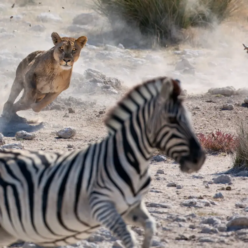 Lioness stalking zebra across dusty African savanna terrain