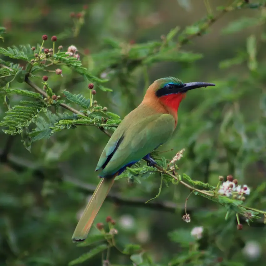 Red-throated bee-eater perched on a leafy branch in Uganda