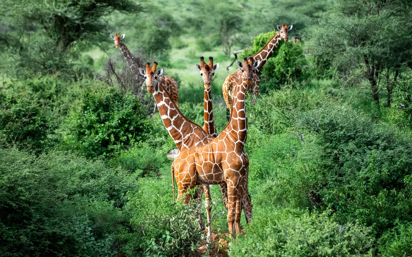 Four giraffes walking through dense green vegetation