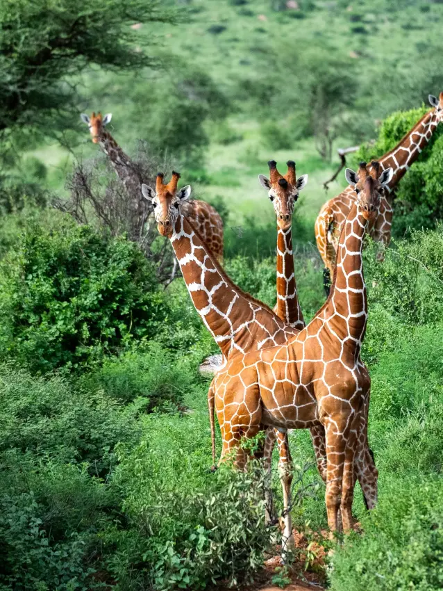 Four giraffes walking through dense green vegetation
