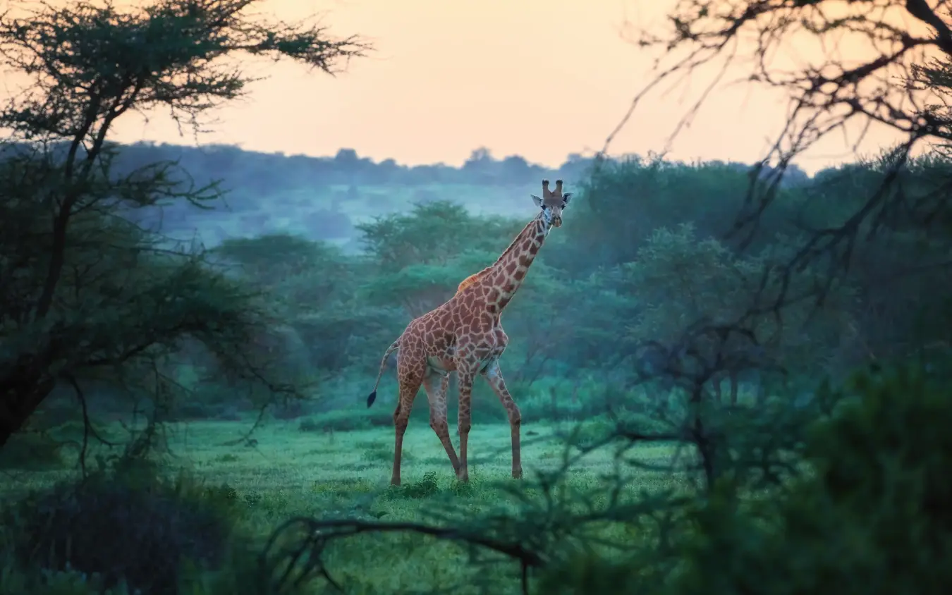 Giraffe walking through acacia woodland at dusk