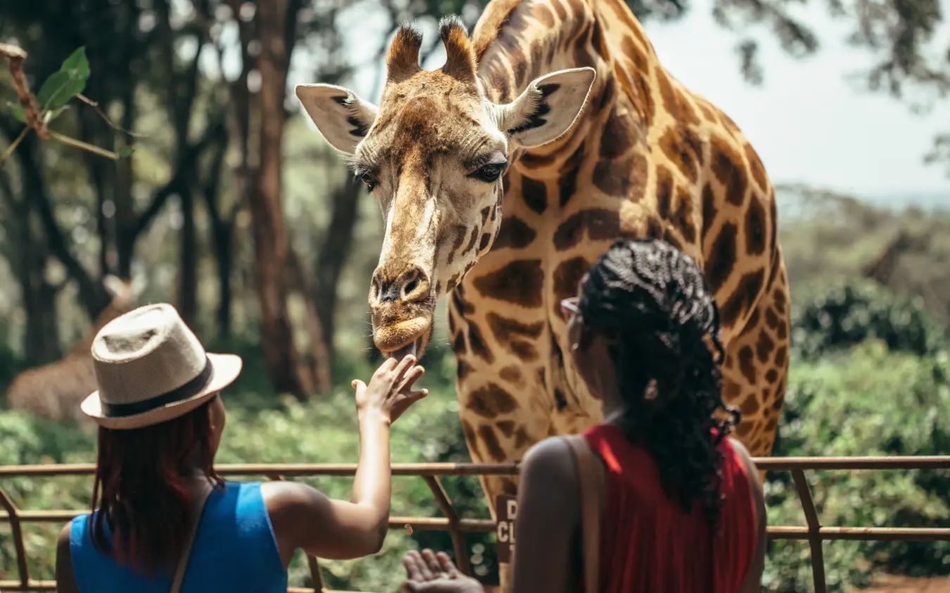 Visitors hand-feeding giraffe at safari lodge enclosure