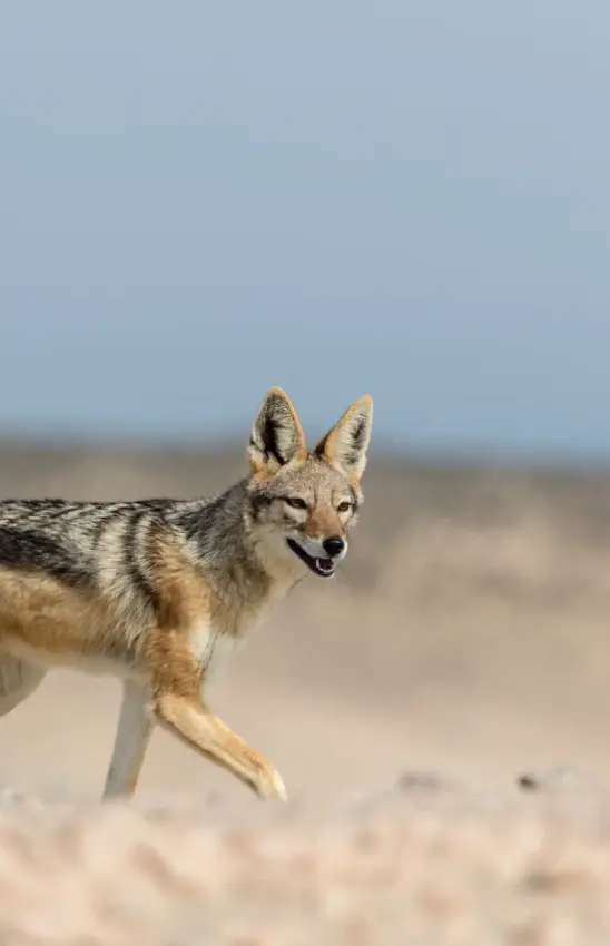 Coyote walking across sandy desert terrain, Shipwreck Lodge, Skeleton Coast, Namibia