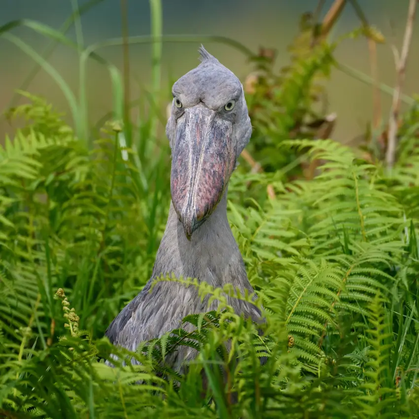 Gray bird with long bill standing among green ferns