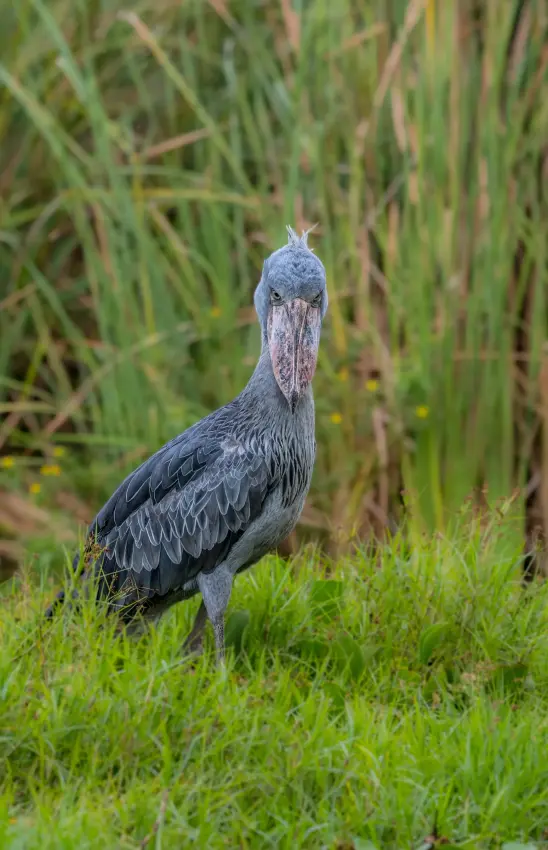 Shoebill stork standing in grassy wetland habitat