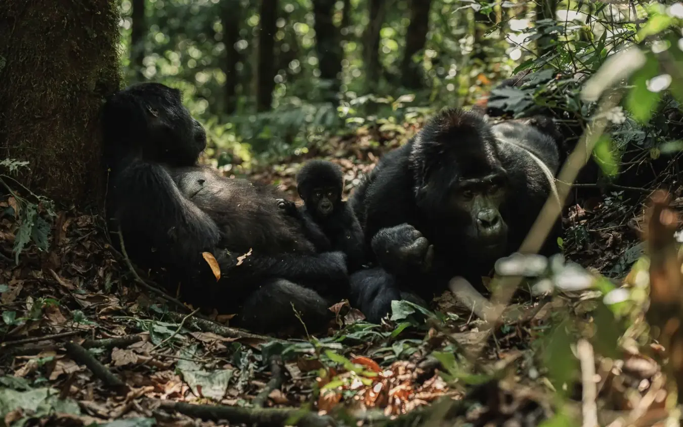 Family group of chimpanzees foraging on forest floor, Silverback Lodge, Bwindi Impenetrable Forest, Uganda