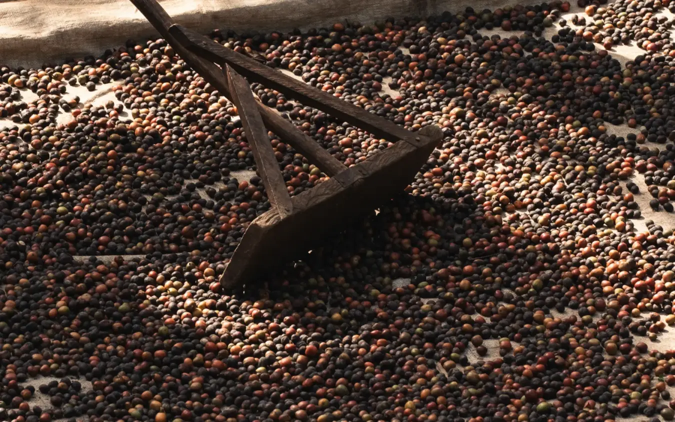Wooden rake tool resting on dried coffee beans, Silverback Lodge, Bwindi Impenetrable Forest, Uganda