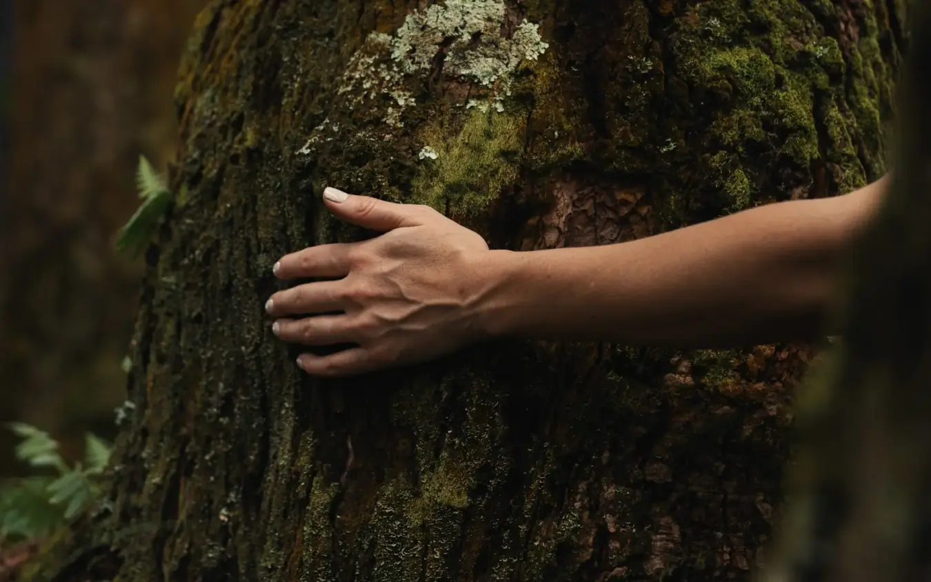 Hand touching moss-covered tree trunk in forest, Silverback Lodge, Bwindi Impenetrable Forest, Uganda