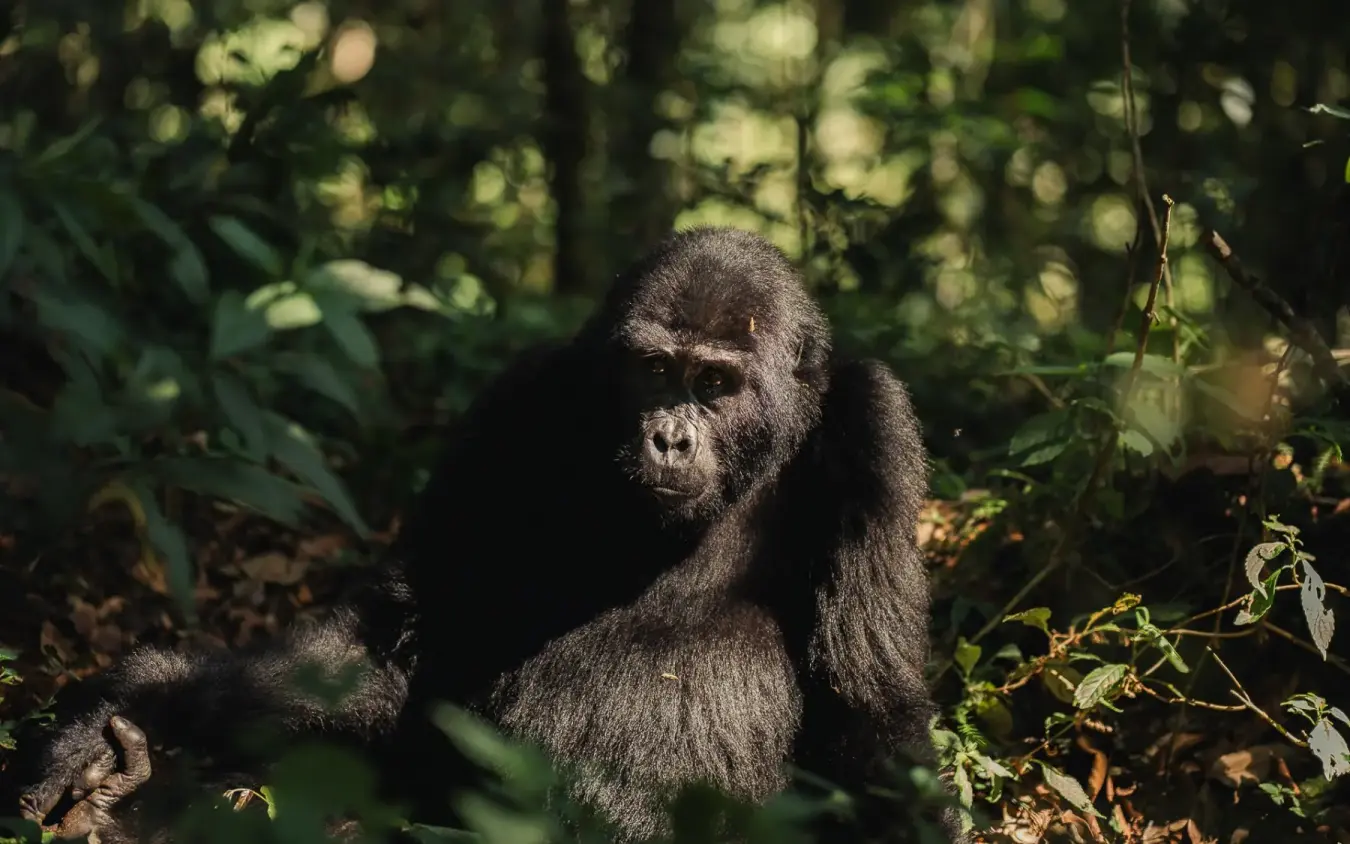 Mountain gorilla in forest surrounded by dense vegetation, Silverback Lodge, Bwindi Impenetrable Forest, Uganda