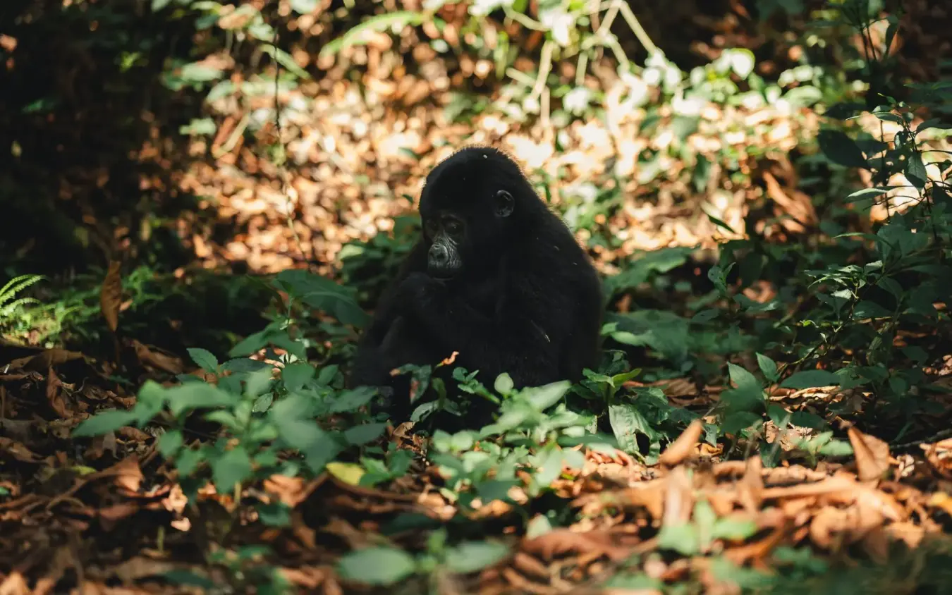 Young black gorilla sitting among forest vegetation and fallen leaves, Silverback Lodge, Bwindi Impenetrable Forest, Uganda