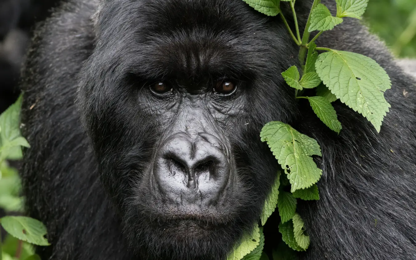 Close-up portrait of mountain gorilla with green foliage, Singita Kwitonda Lodge, Volcanoes National Park, Rwanda