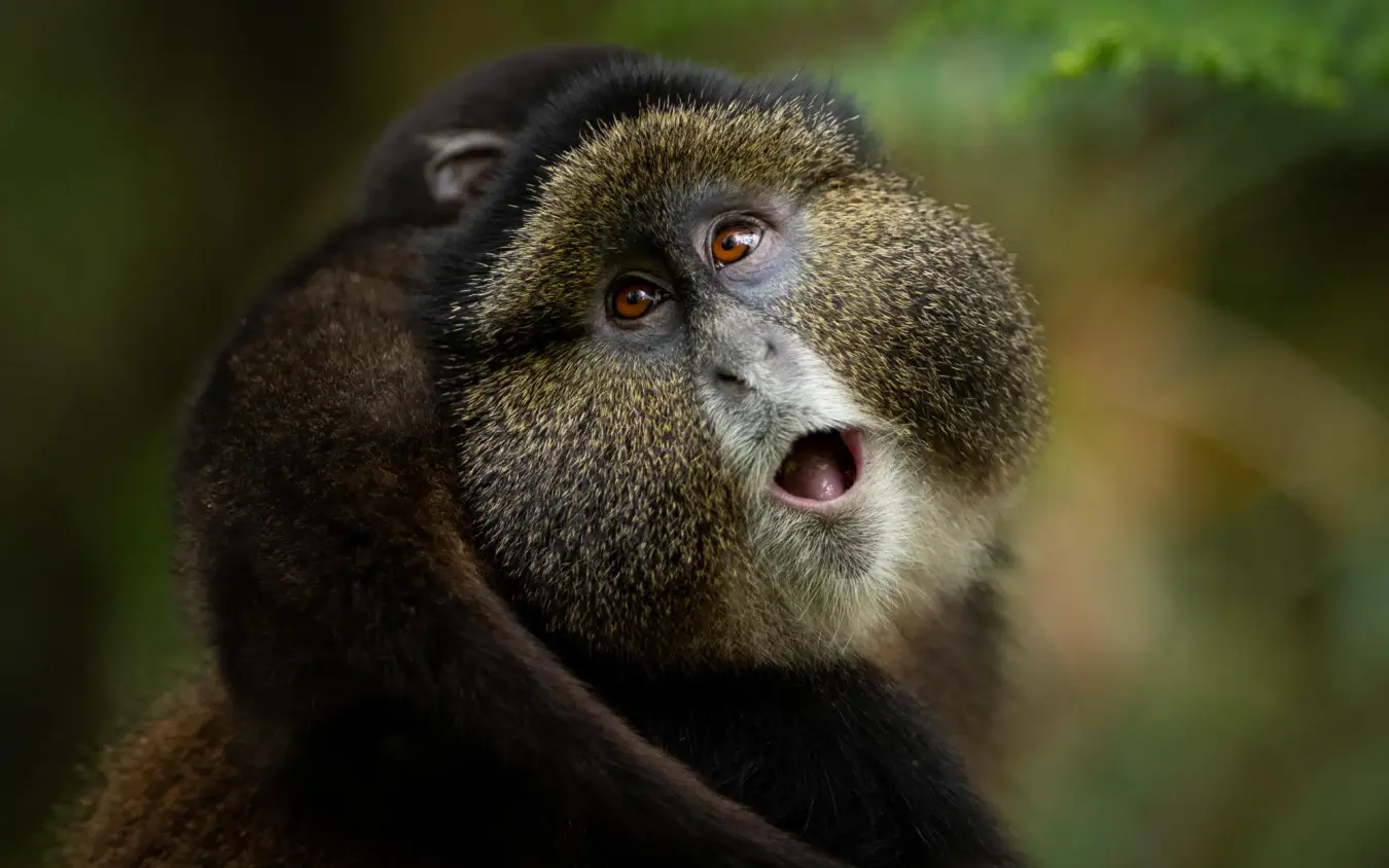 Close-up portrait of a primate with surprised expression, Singita Kwitonda Lodge, Volcanoes National Park, Rwanda