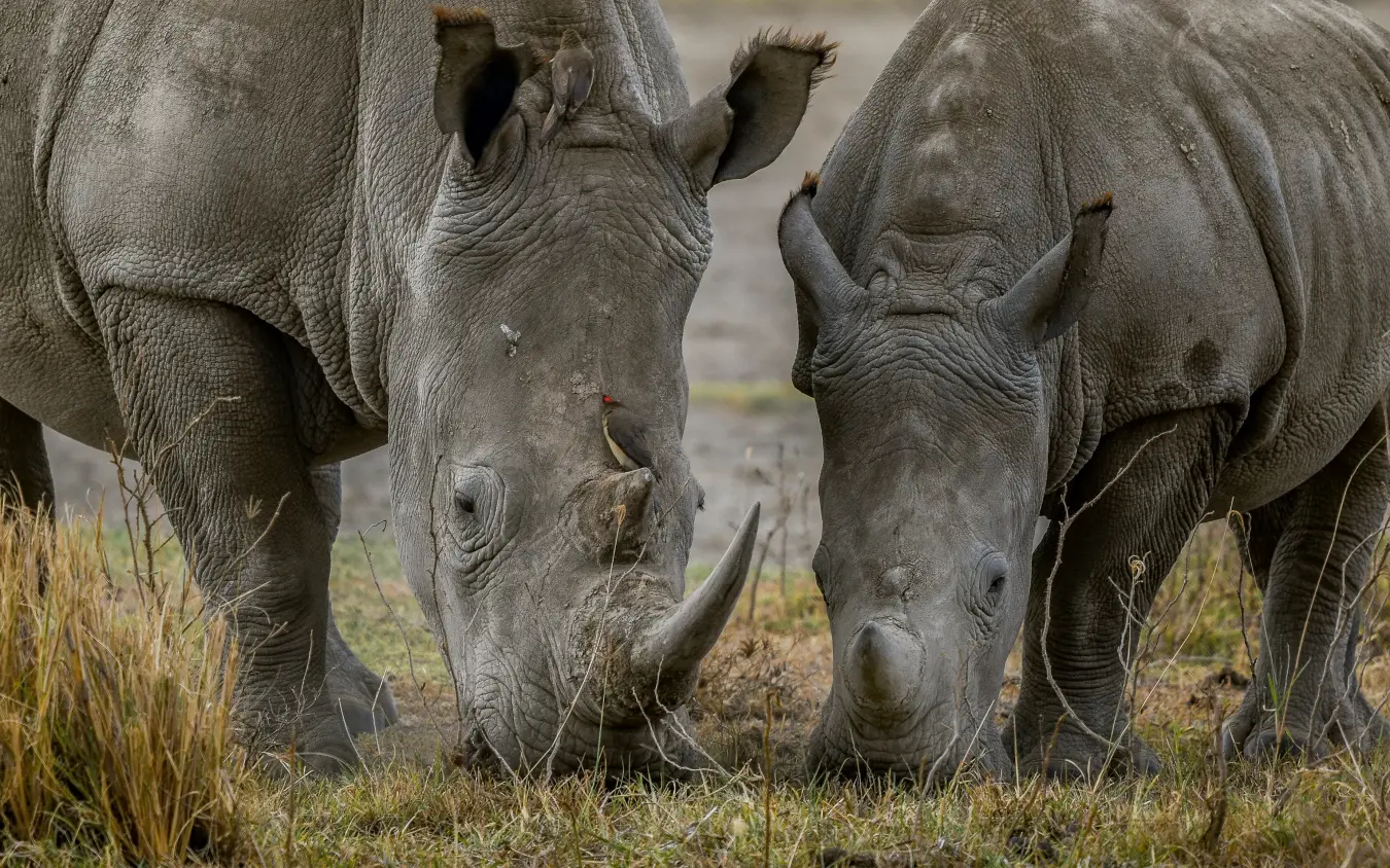 Three rhinoceroses grazing together in natural grassland