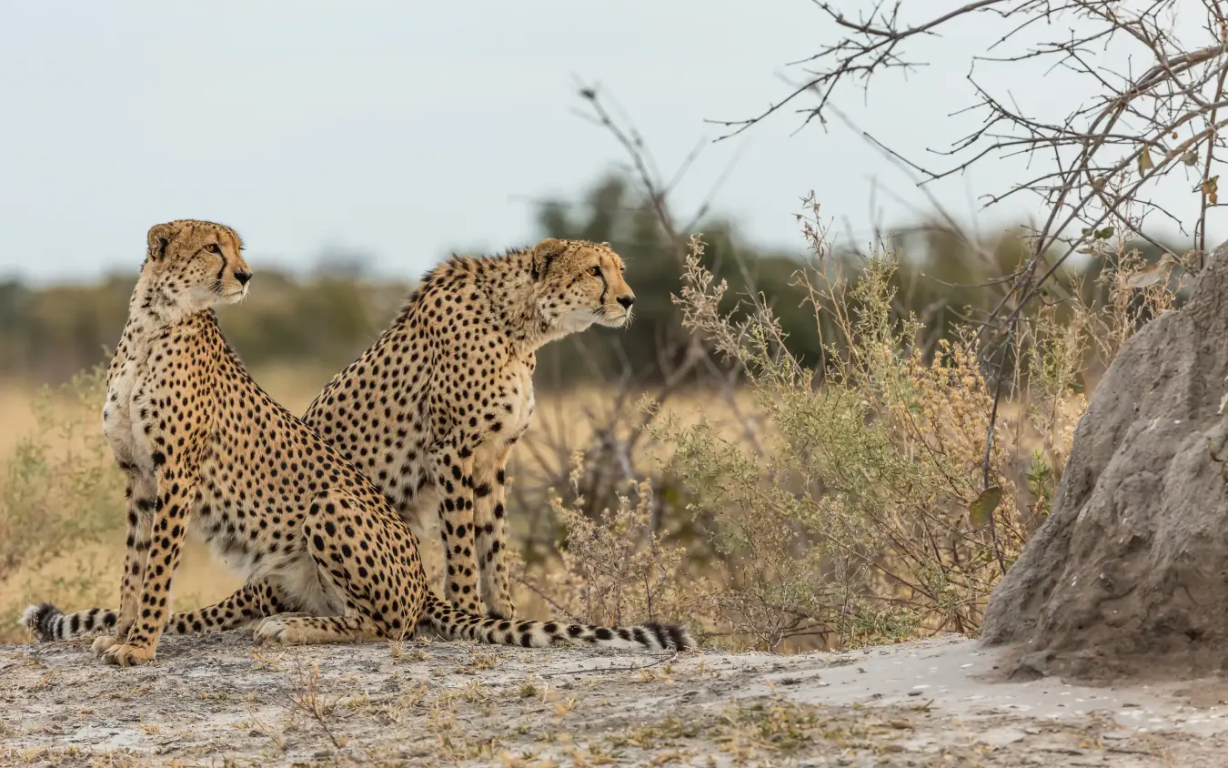 Two cheetahs resting on sandy ground in savanna, Tau Pan Camp, Central Kalahari, Botswana
