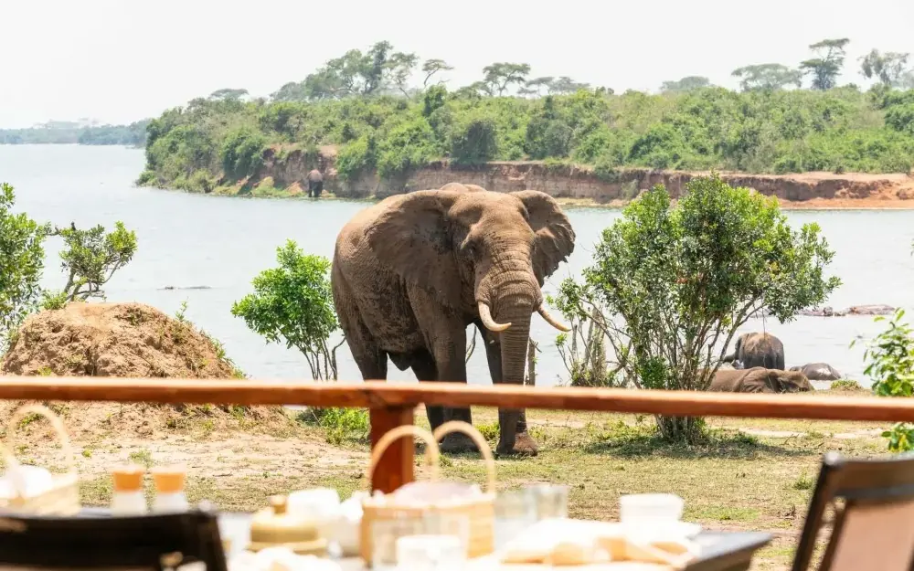 African elephant at waterside with river and forest backdrop, The River Station, Queen Elizabeth NP, Uganda
