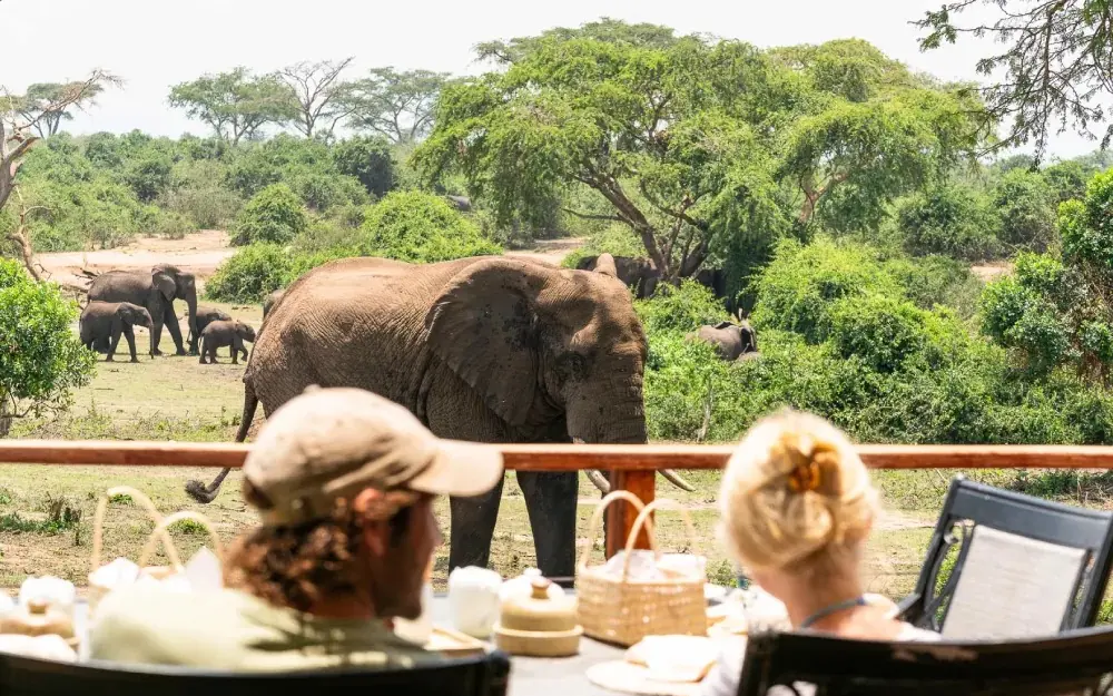 Guests observe elephants from safari lodge dining deck, The River Station, Queen Elizabeth NP, Uganda