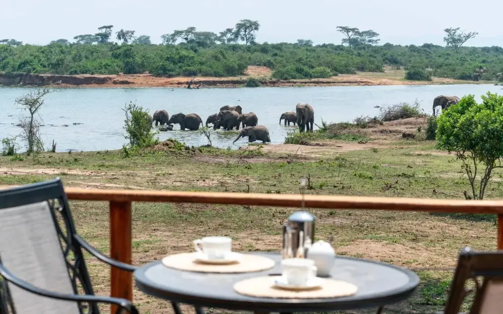 Elephants bathing in river viewed from lodge deck, The River Station, Queen Elizabeth NP, Uganda