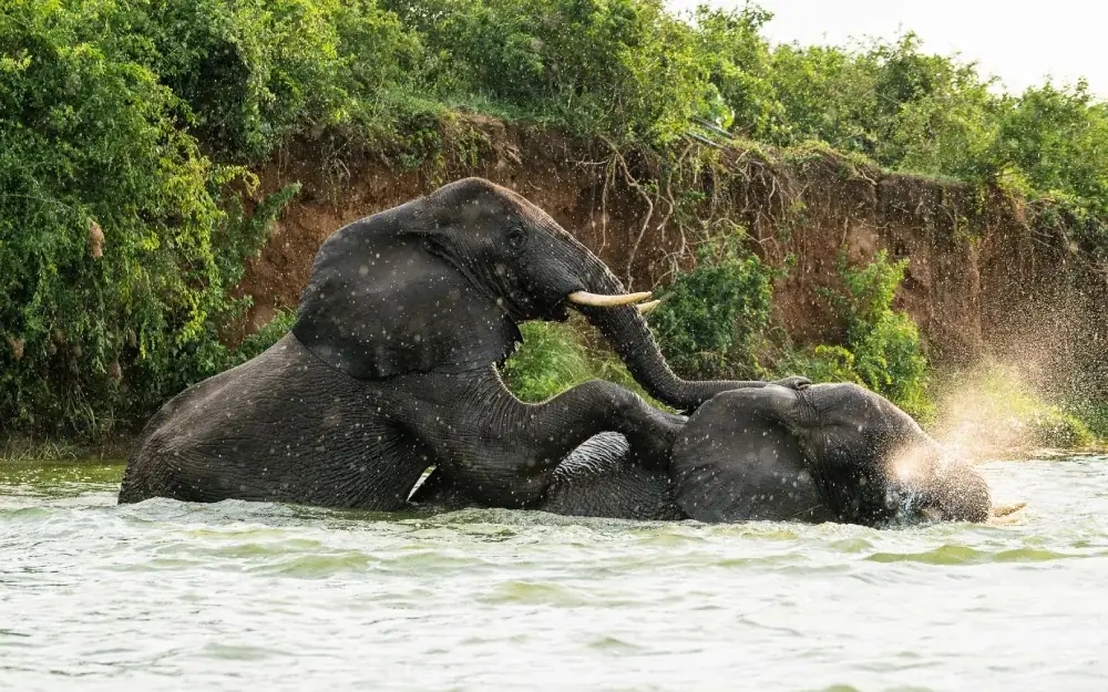 Elephants bathing and playing in river water, The River Station, Queen Elizabeth NP, Uganda