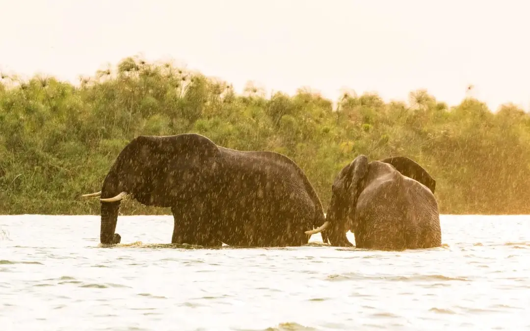 Elephants bathing in river with vegetation background, The River Station, Queen Elizabeth NP, Uganda