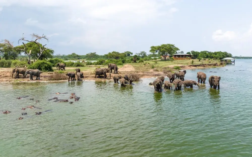 Elephants and hippos bathing together in river, The River Station, Queen Elizabeth NP, Uganda