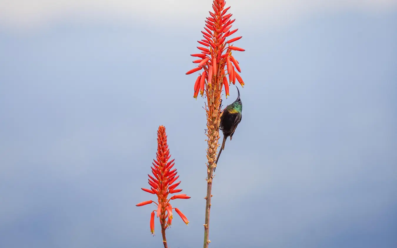 Bird perched on red flowering plant against sky, Virunga Lodge, Volcanoes National Park, Rwanda