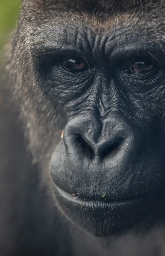 Close portrait of a dark-furred primate with intense gaze