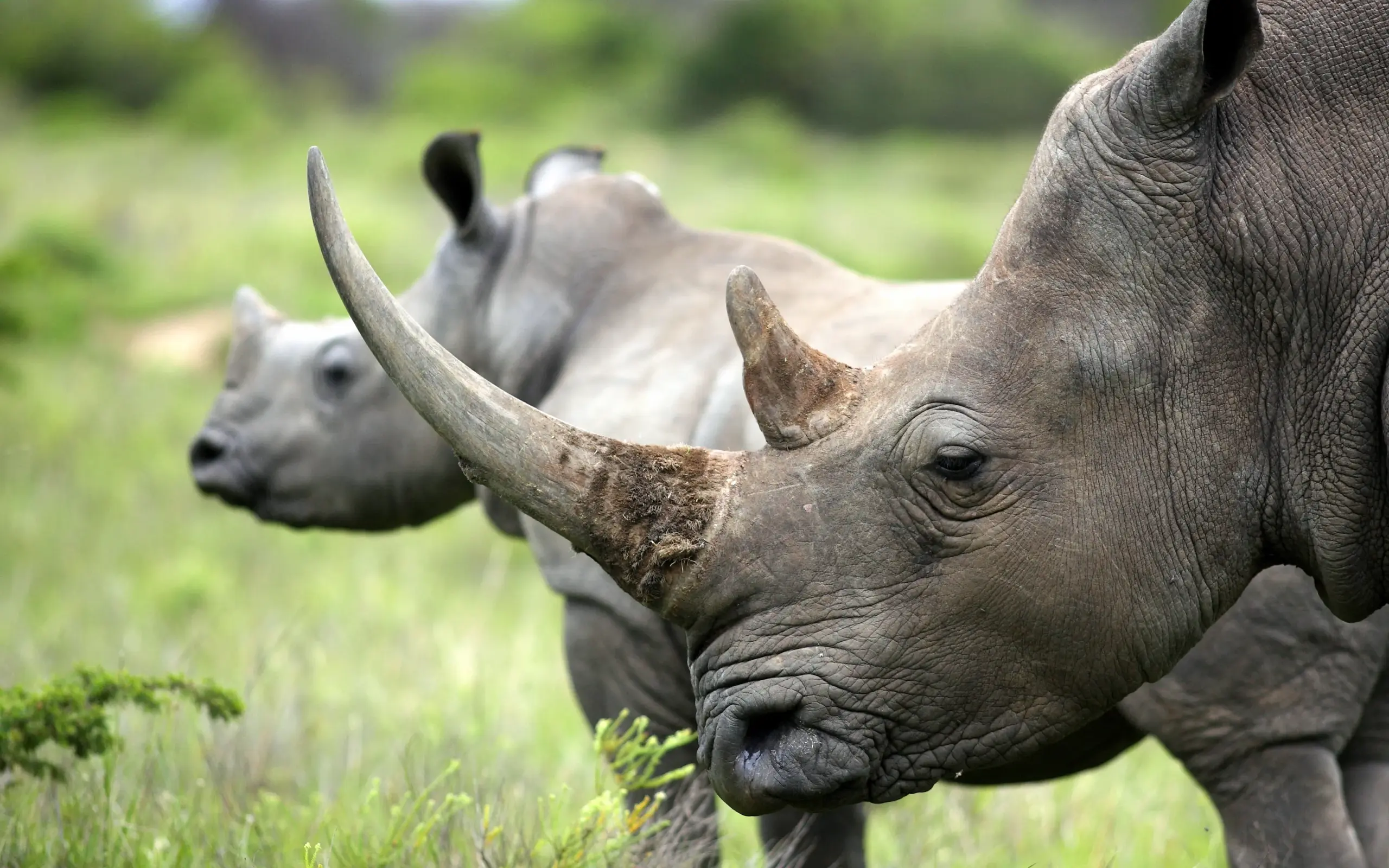 Rhinoceros herd grazing in grassy savanna landscape