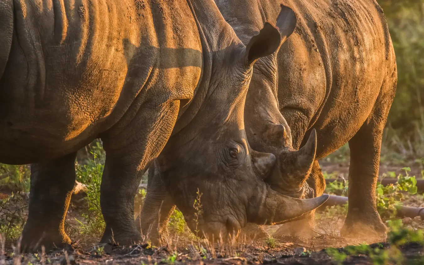 Rhinoceros mother and calf grazing together in savanna