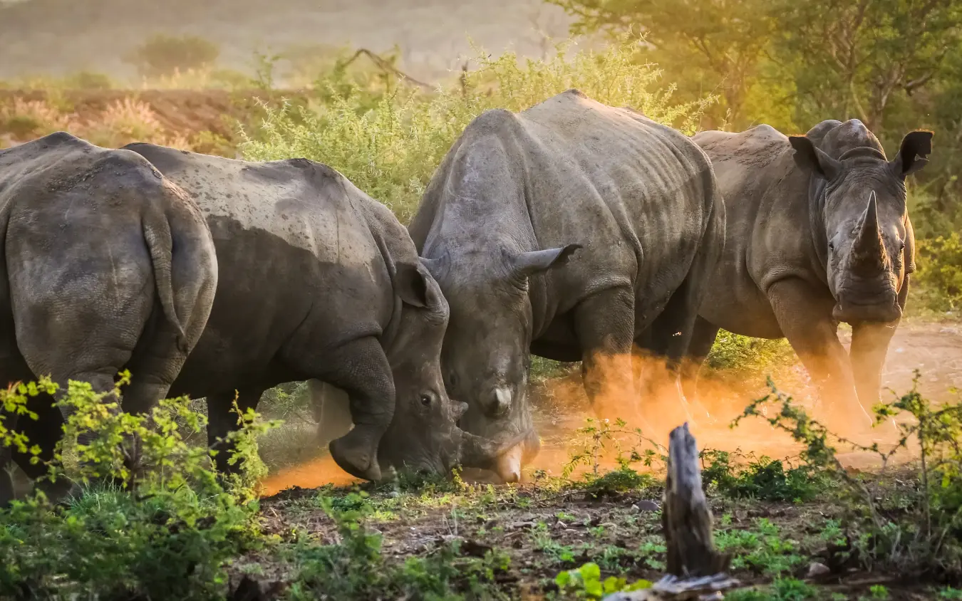 Group of rhinoceroses walking through dusty savanna landscape