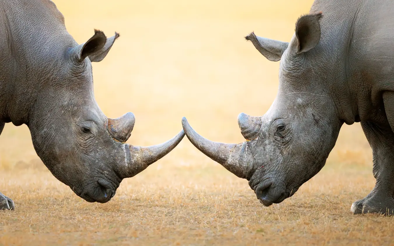Two rhinoceroses face each other on sandy ground