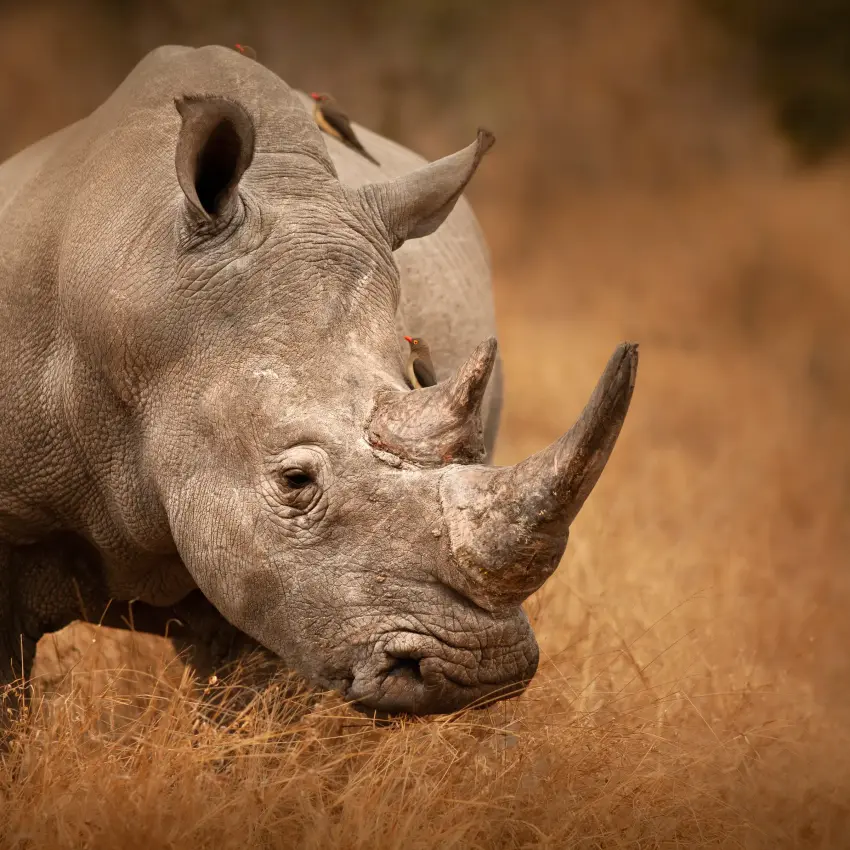 White rhinoceros walking across dry savanna ground