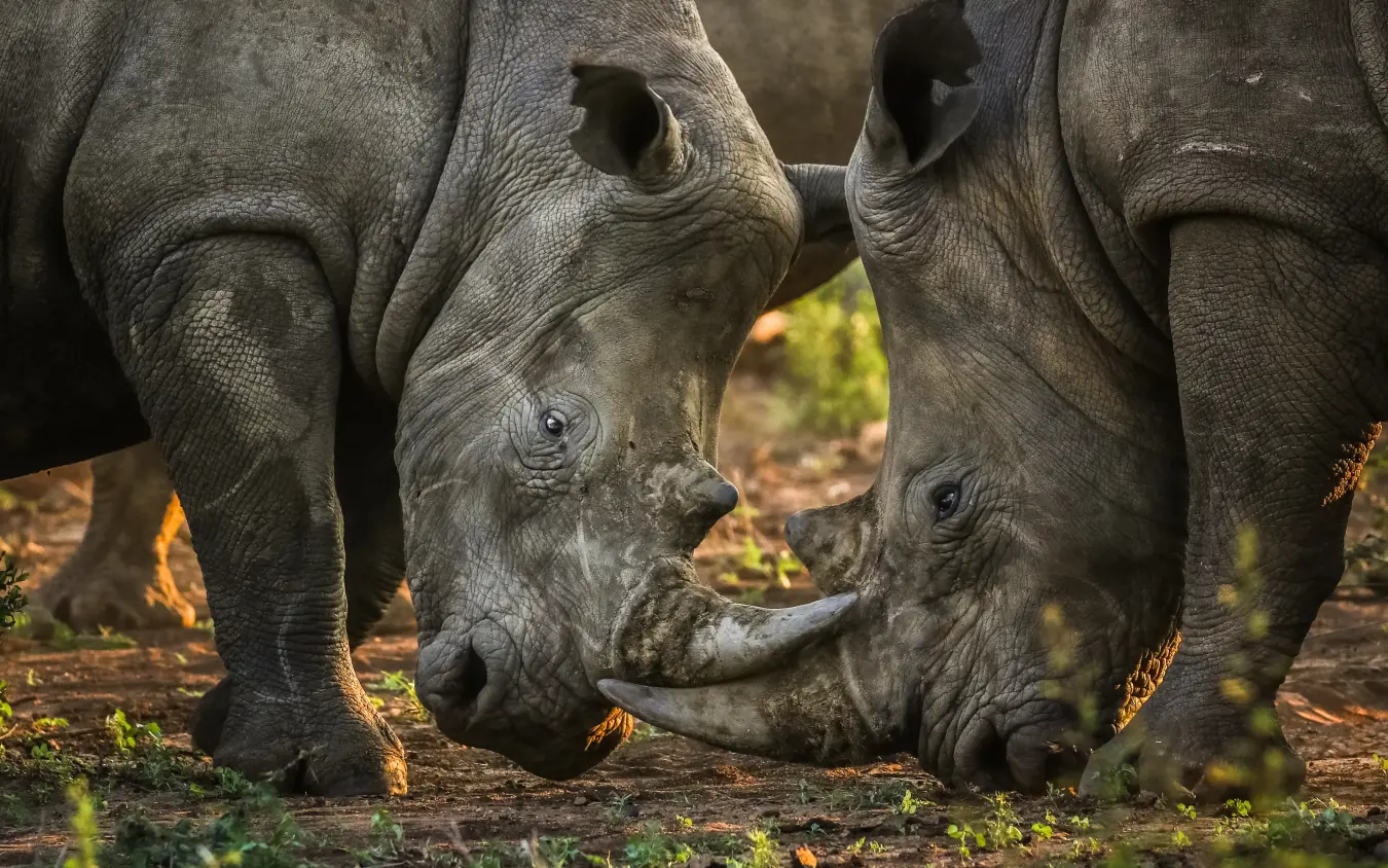 Two rhinos touching horns in natural habitat