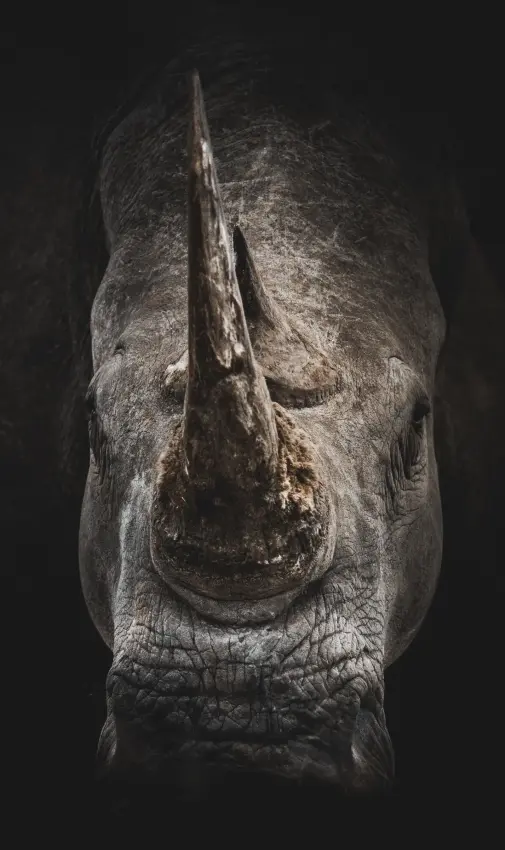 Close-up front view of rhinoceros head against dark background