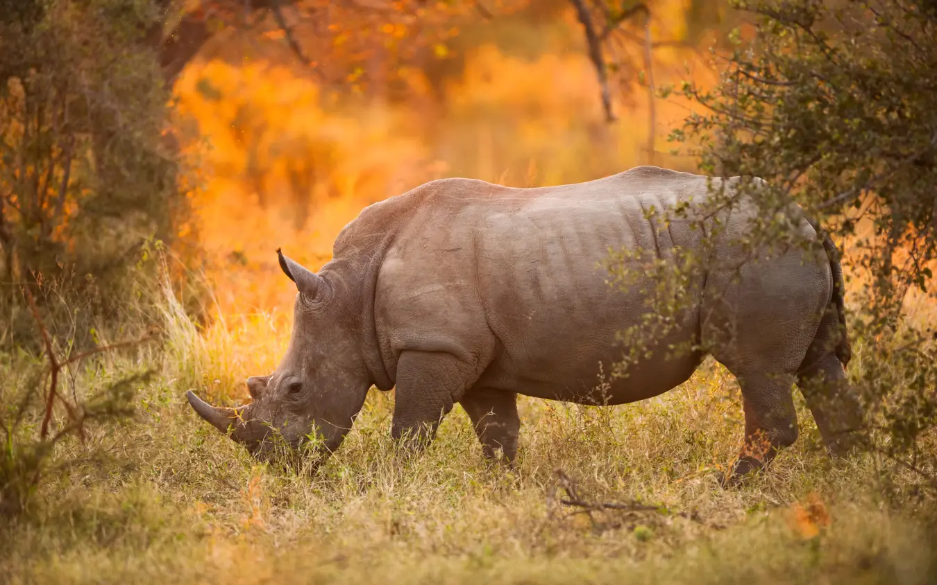 Rhinoceros grazing in savanna vegetation at golden hour