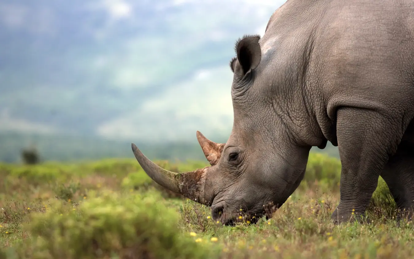 Rhinoceros grazing in grassland with mountains behind