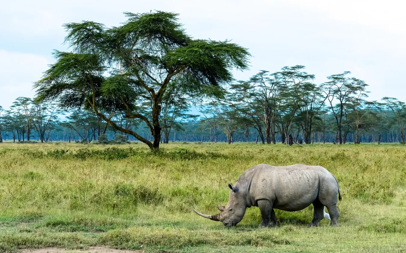 Rhinoceros grazing in savanna grassland with acacia trees