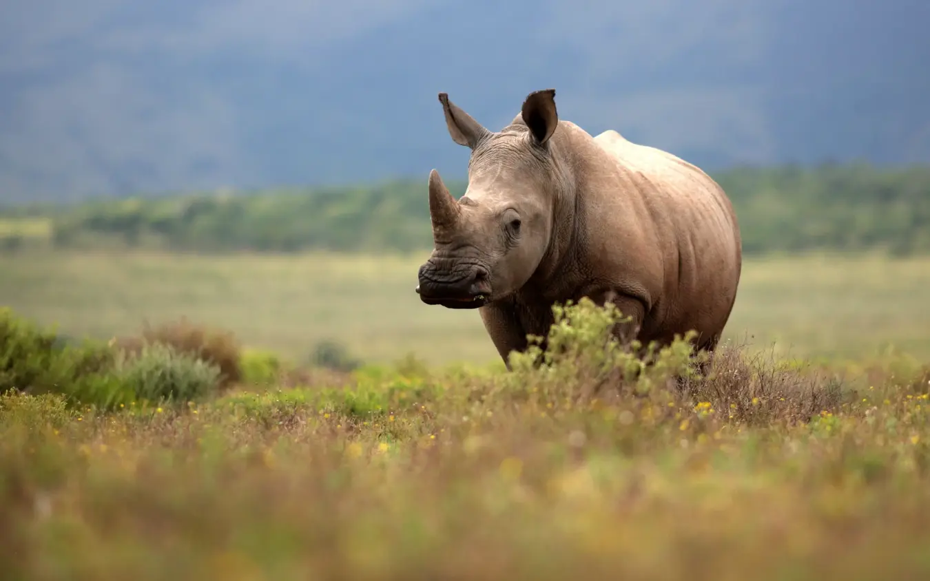 Rhinoceros walking through savanna grassland during daytime
