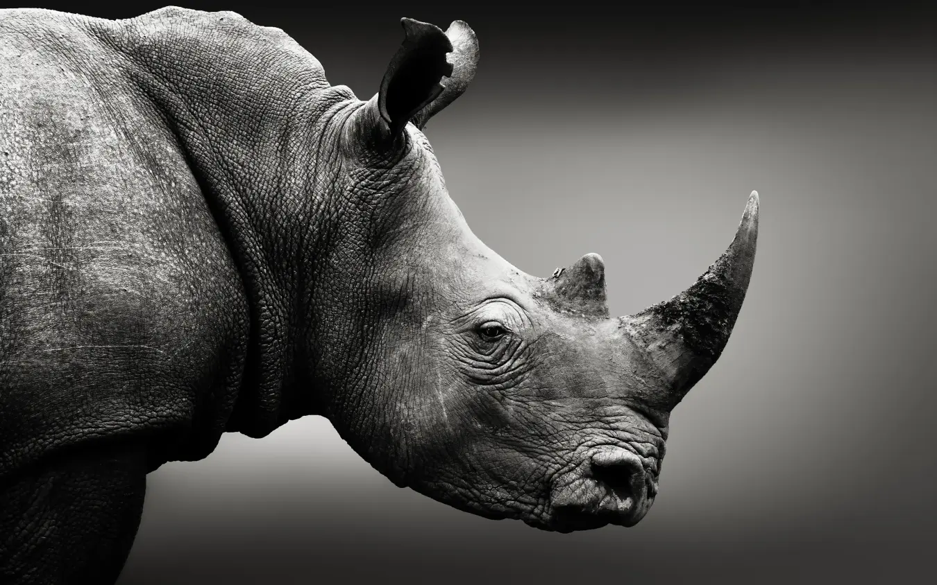 Black and white profile portrait of rhinoceros head