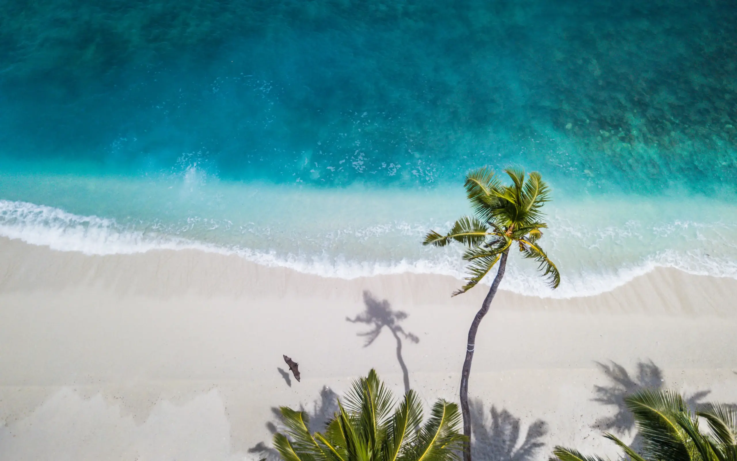 Aerial view of turquoise ocean waves washing onto white sandy beach with palm tree