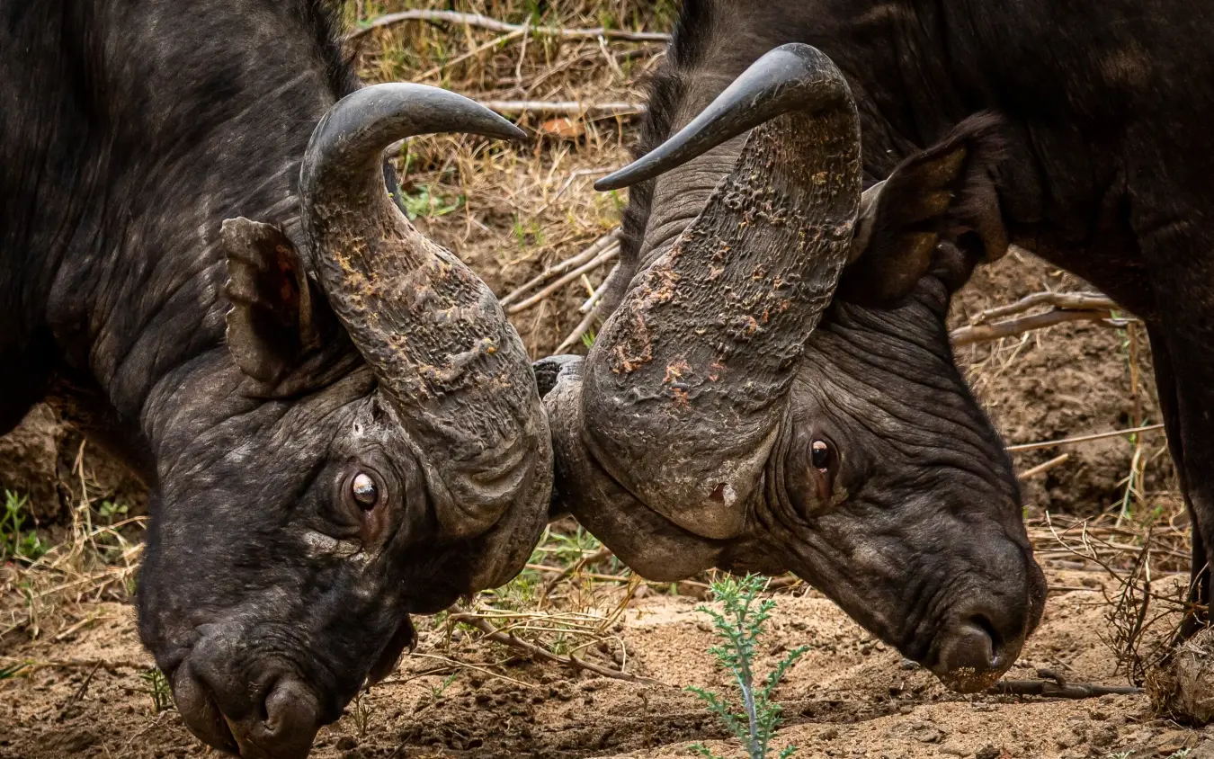 Two rhinoceroses with mud-covered horns facing each other