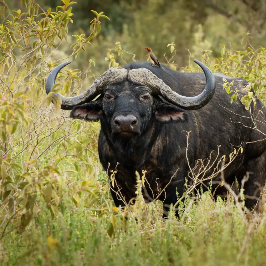 African buffalo standing in natural savanna grassland habitat