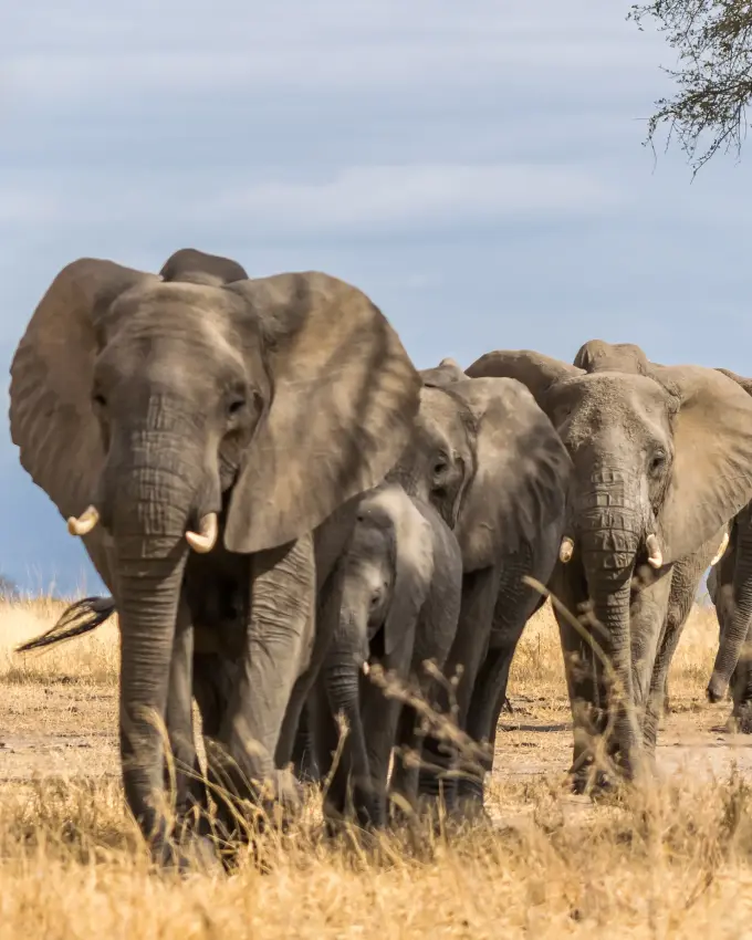 Herd of African elephants walking across savanna landscape